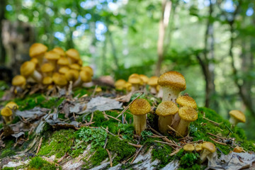 Honey Agaric mushrooms grow on tree in autumn forest. Group of wild mushrooms Armillaria.