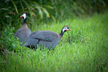 A beautiful bird with beautiful plumage walks in nature on green grass.