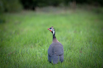 A beautiful bird with beautiful plumage walks in nature on green grass.