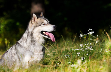 dog breed Alaskan Malamute outdoors in summer