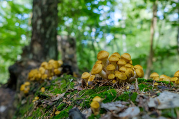 Honey Agaric mushrooms grow on tree in autumn forest. Group of wild mushrooms Armillaria.