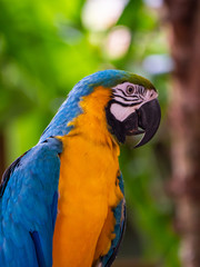 Macaw New World Parrots in Captivity