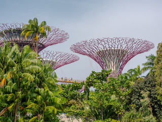 Fototapeta premium Gardens by the Bay Skyway, Singapore