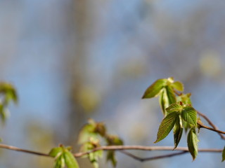Isolated close up of new leaves on an Ash tree in early spring. Selective focus with blurred bright blue and green textured background.