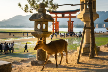 Sika Deer (Cervus nippon) in the park at Miyajima (Itsukushima) island, with the famous Torii Gate...