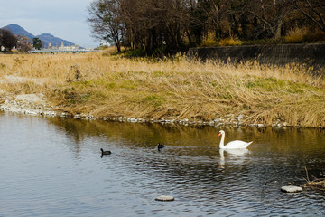 郷東川（香東川）を泳ぐ白鳥の親子