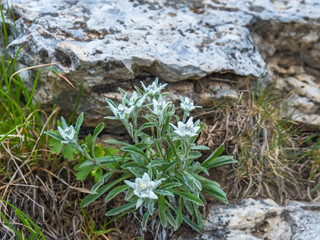 Beautiful Edelweiss flowers in the mountains