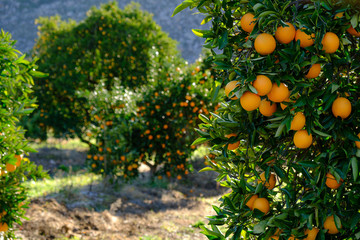 Oranges on tree in an orchard.