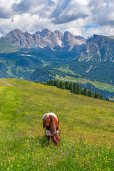 Fototapeta na wymiar Cow grazing on meadow in the alps