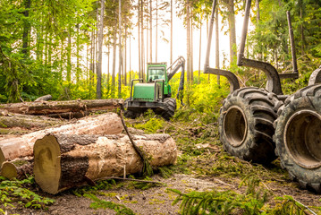 Harvester (heavy forestry vehicle) working in the European mixed forest - obrazy, fototapety, plakaty