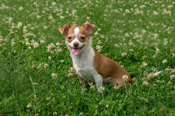 Chihuahua puppies Cute Chihuahua puppies walk, frolic and smile on the green grass in the Park
