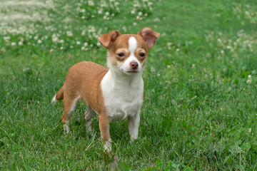 Chihuahua puppies Cute Chihuahua puppies walk, frolic and smile on the green grass in the Park