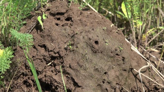 Ants intensively run on the surface of an earthen ant hill. Black Garden Ant (Lasius niger)
