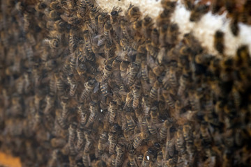 Thousands of bees on honeycombs with honey. Bees collecting nectar and putting into hexagonal cells...