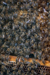 Thousands of bees on honeycombs with honey. Bees collecting nectar and putting into hexagonal cells after returning to beehive
