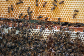 Thousands of bees on honeycombs with honey. Bees collecting nectar and putting into hexagonal cells...