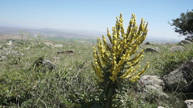Verbascum thapsus, natural from medicinal plants