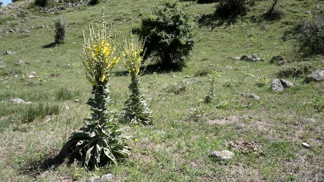 Verbascum thapsus, natural from medicinal plants