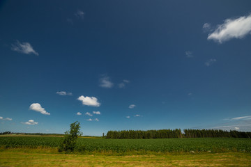 Summer landscape at the day in Estonia