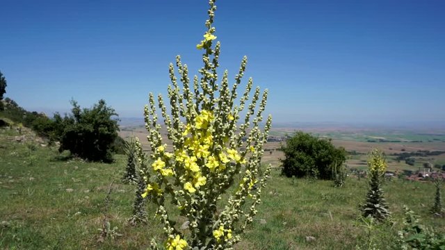 Verbascum thapsus, natural from medicinal plants
