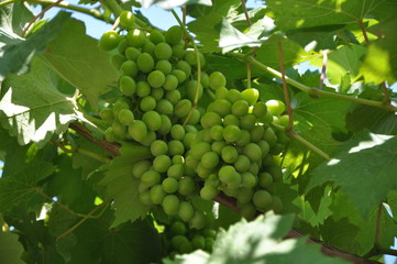 Bunch of green grapes among the foliage