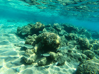 Naklejka na ściany i meble Underwater view of rocks and stones at the bottom of the sea.