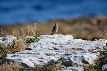 Hausrotschwanz an der Ostsee