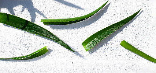 Wet Aloe vera leaves on the noon sun on the white background. Top view