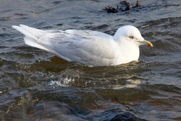 Iceland Gull (Larus glaucoides), swimming adult, Newlyn harbour, Cornwall, England, UK.