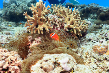 Fototapeta na wymiar Ishigaki Island Diving-Anemone fish held in an anemone and Threespot dascyllus