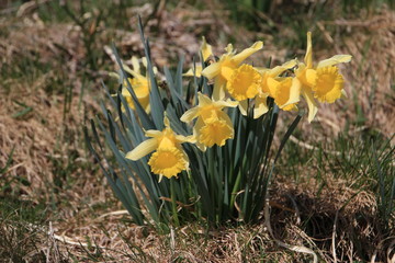 Narcisses jaunes / Jonquilles / Parc naturel France