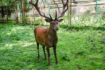 The gray deer stands in the park against the background of green grass