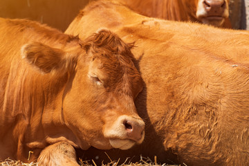 Red holstein friesian cow on livestock dairy farm