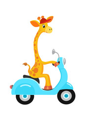 Giraffe on the scooter delivers pizza. Vector ilustration.