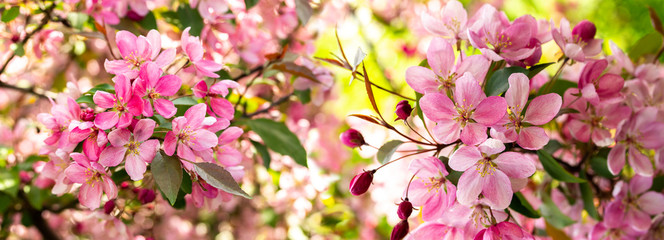 Branches of apple blossoming crab pink flowers. Apple blossom panorama wallpaper background banner. Spring flowering garden fruit tree
