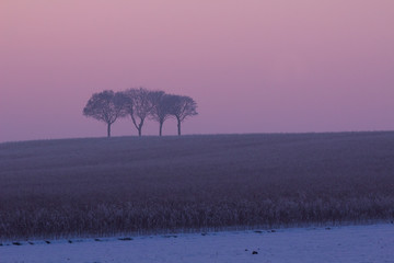 Bäume  im Winterlicht