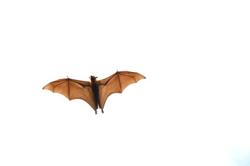 Bat flying on white background."Lyle's flying fox"