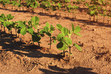Soybean crop plantation rows in field