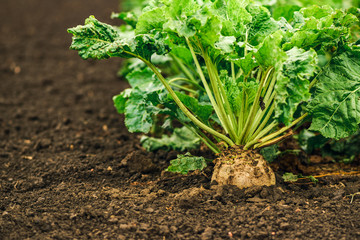 Sugar beet root crop organically grown