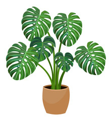House plant monstera. Vector illustration.