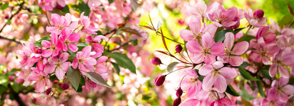 Branches Of Apple Blossoming Crab Pink Flowers. Apple Blossom Panorama Wallpaper Background Banner. Spring Flowering Garden Fruit Tree