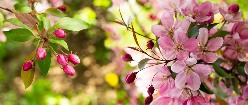 Panorama of a blooming apple tree with pink crab flowers and unopened buds. Background wallpaper banner header site. Blooming apple orchard, close-up