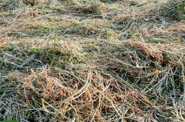 a pile of hay for the background