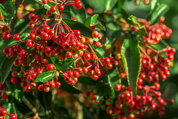 Obraz premium red berries with blurred background