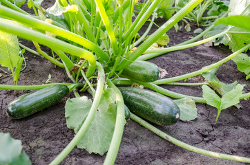 green zucchini grow in the garden