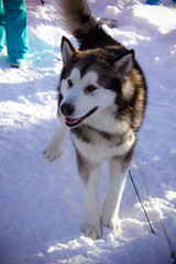 siberian husky in the snow