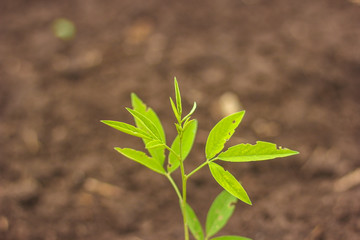 Pigeon pea tree in the agricultural field 