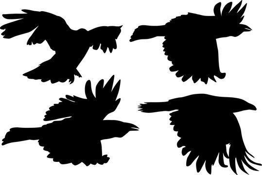 group of four crow silhouettes on white