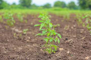 Pigeon pea tree in the agricultural field 