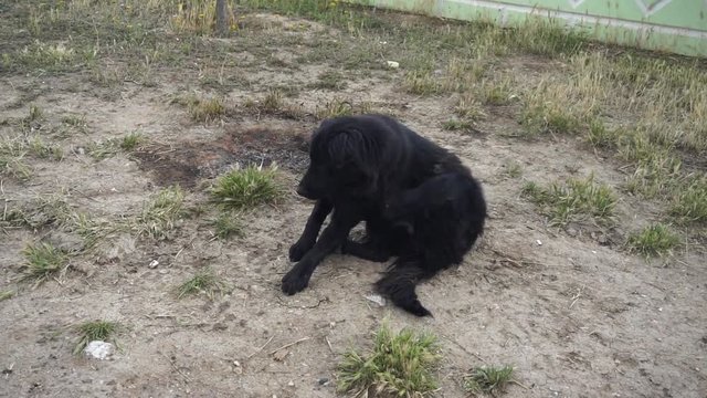 scabby black stray dog, scabby dog is scratching itself,
